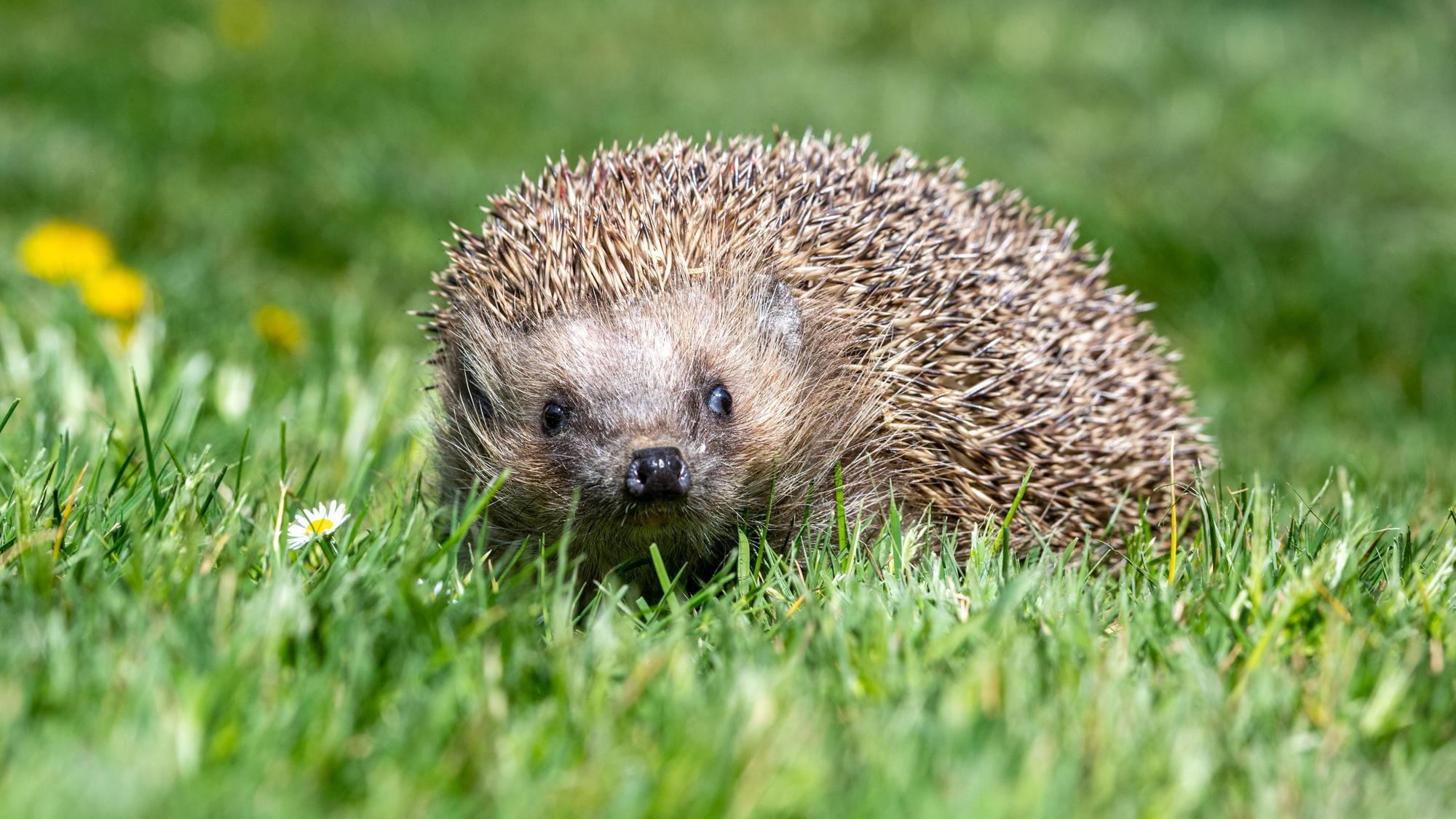 Zu sehen ist ein Igel im Gras.