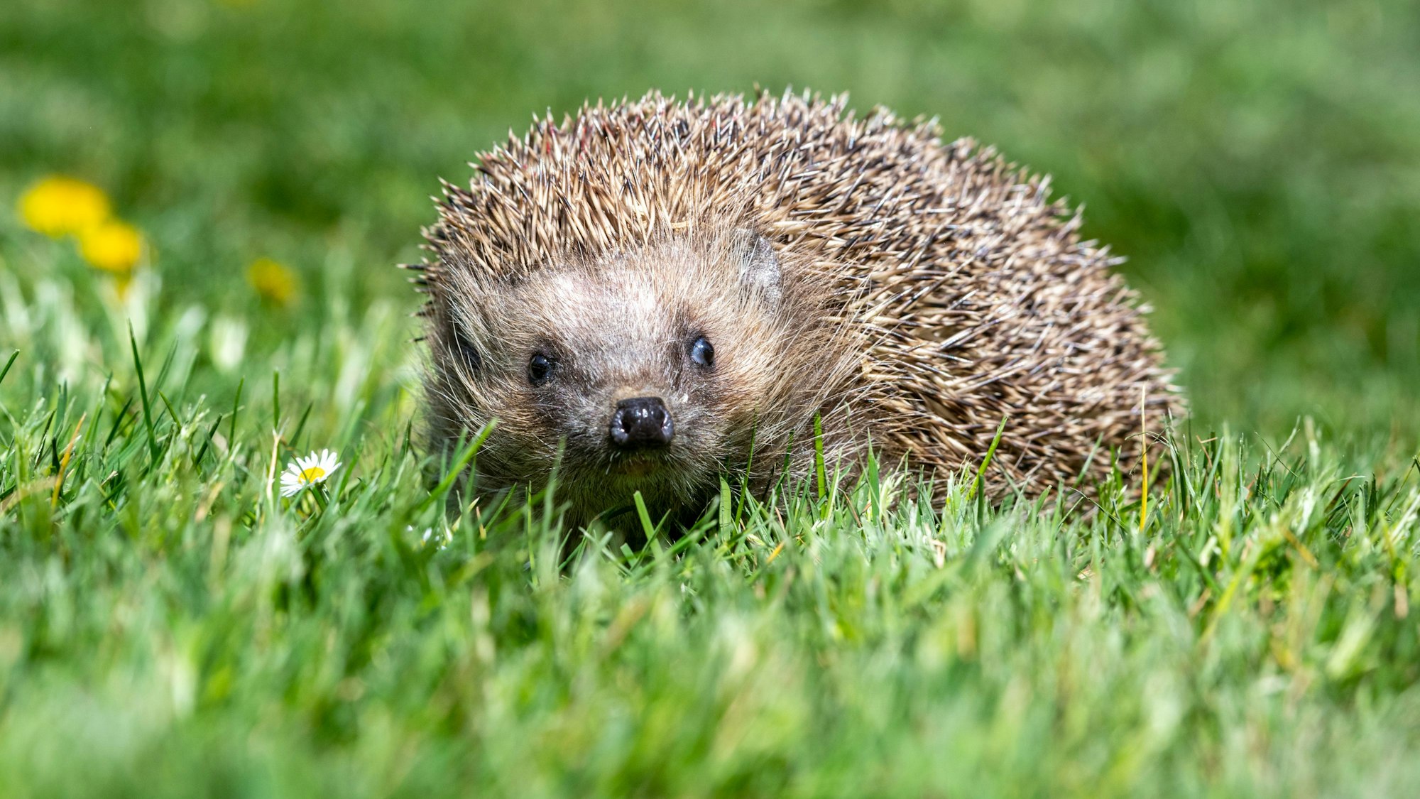 Zu sehen ist ein Igel auf einer Wiese.