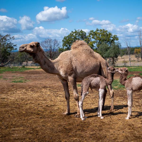 HANDOUT - Dieses von Summer Land Camels zur Verfügung gestellte Foto zeigt ein weibliches Kamel mit zwei Fohlen.