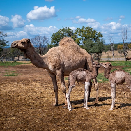 HANDOUT - Dieses von Summer Land Camels zur Verfügung gestellte Foto zeigt ein weibliches Kamel mit zwei Fohlen.