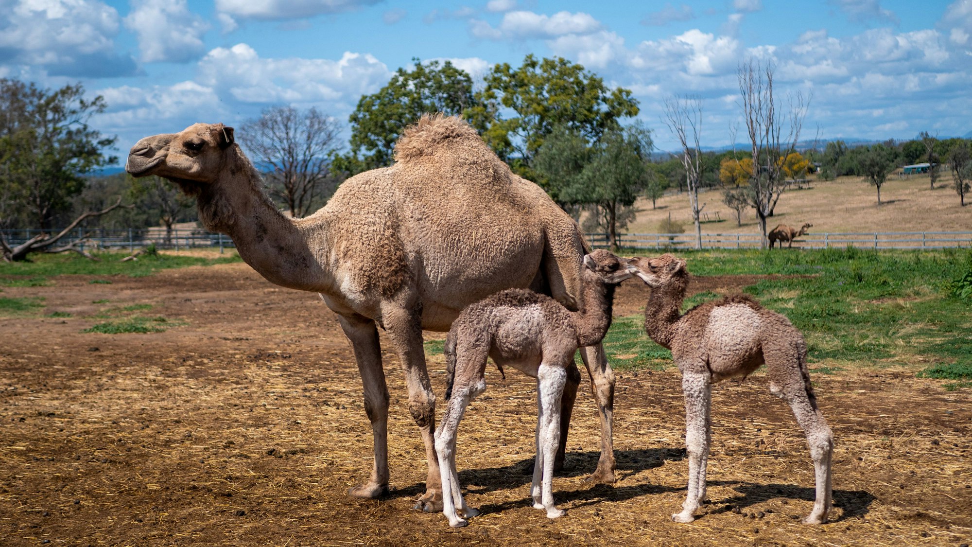 HANDOUT - Dieses von Summer Land Camels zur Verfügung gestellte Foto zeigt ein weibliches Kamel mit zwei Fohlen.