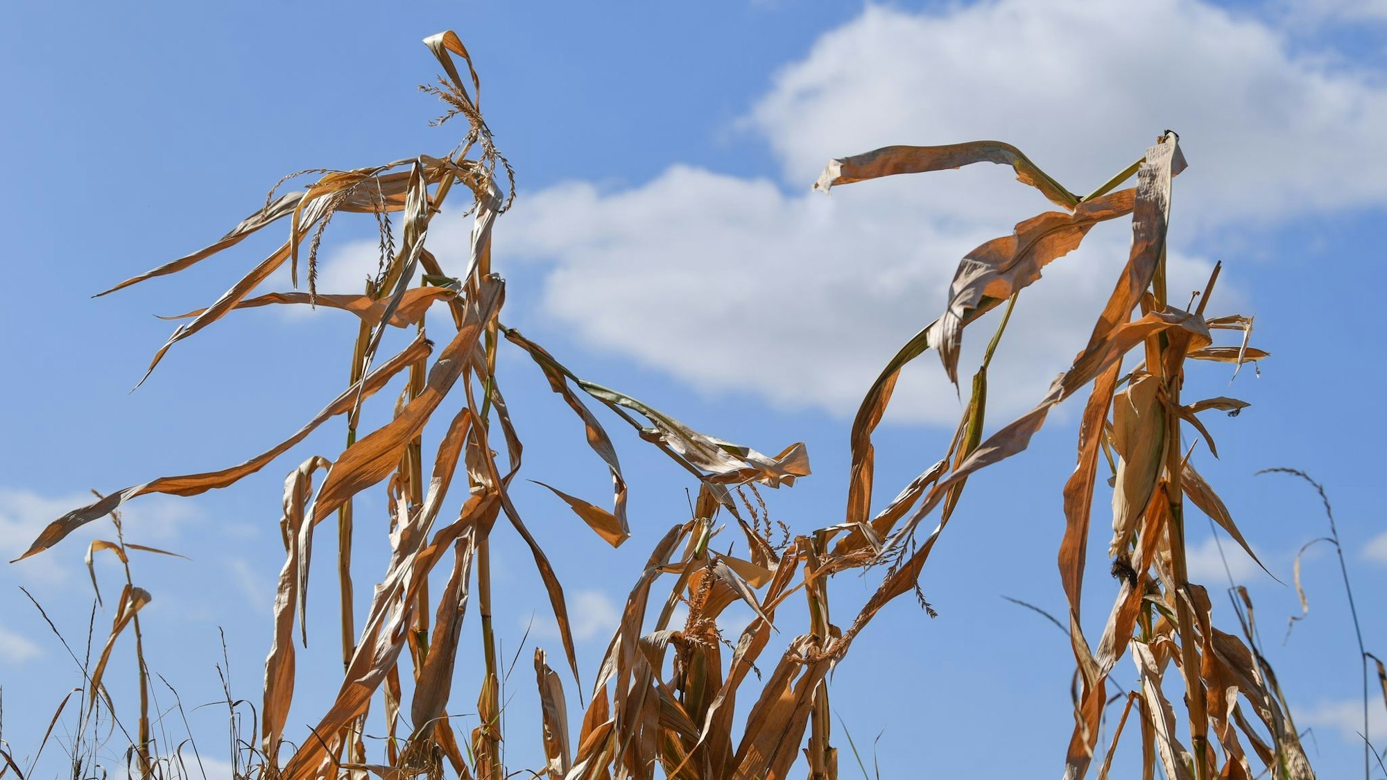 Bild von vertrockneten Pflanzen.