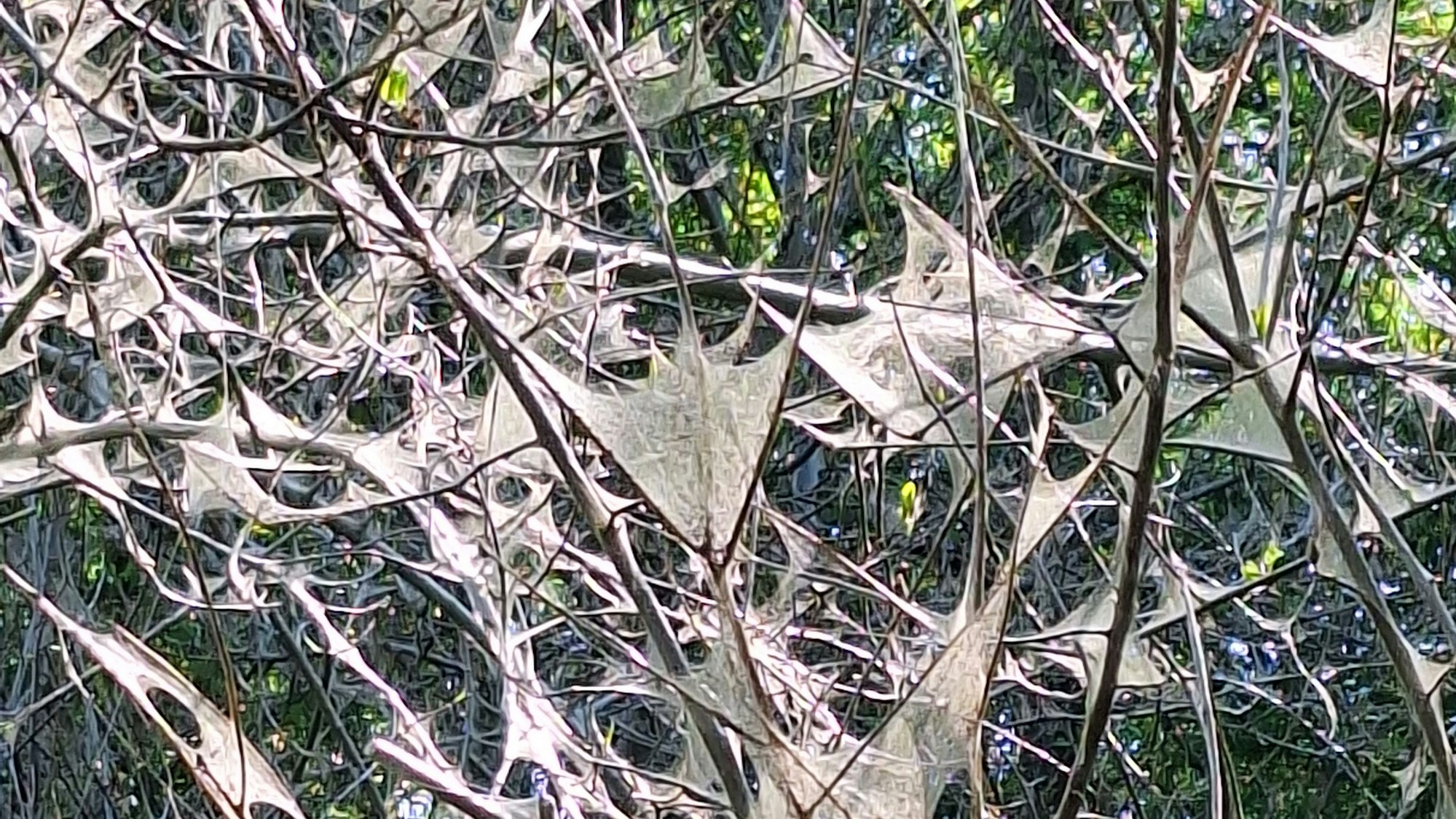 Auf dem Bild sind Bäume zu sehen, deren Äste mit den Netzen der Gespinstmotte überzogen sind.