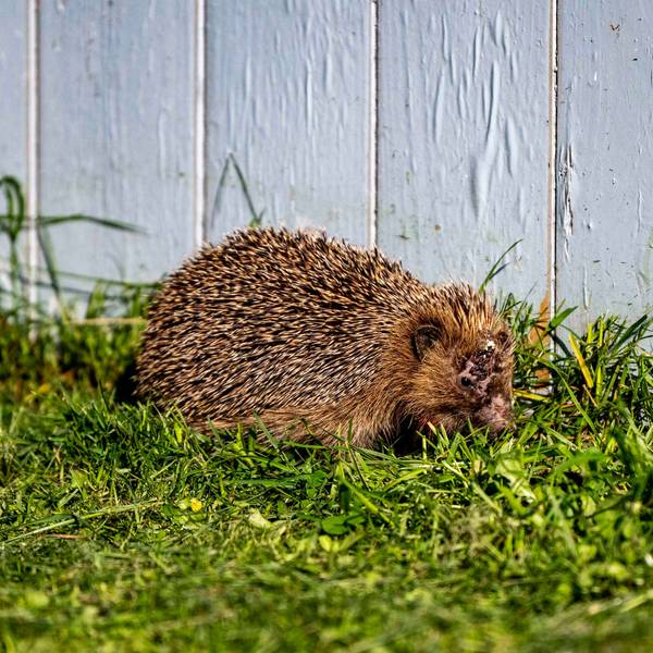 Das Bild zeigt einen Igel, der augenscheinlich verletzt ist und durchs Gras streift.