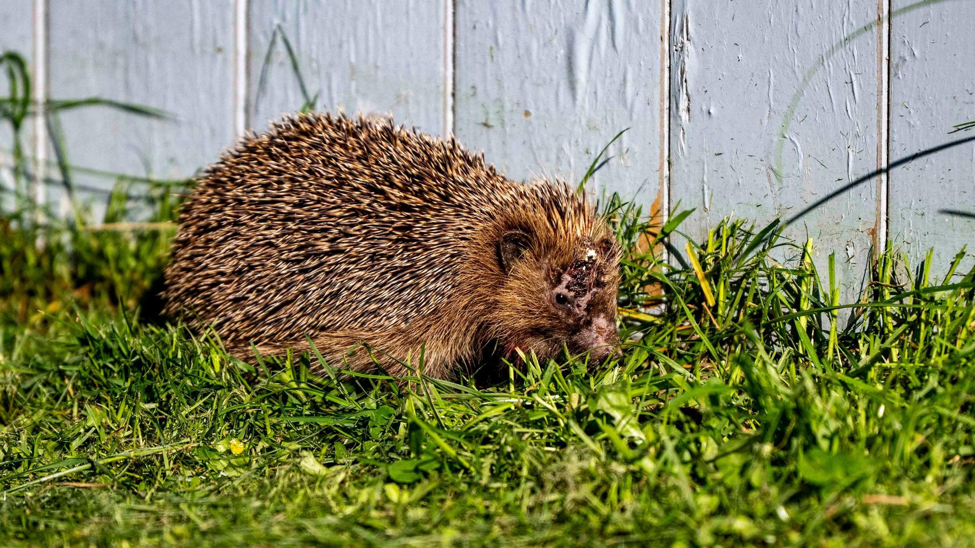 Das Bild zeigt einen Igel, der augenscheinlich verletzt ist und durchs Gras streift.