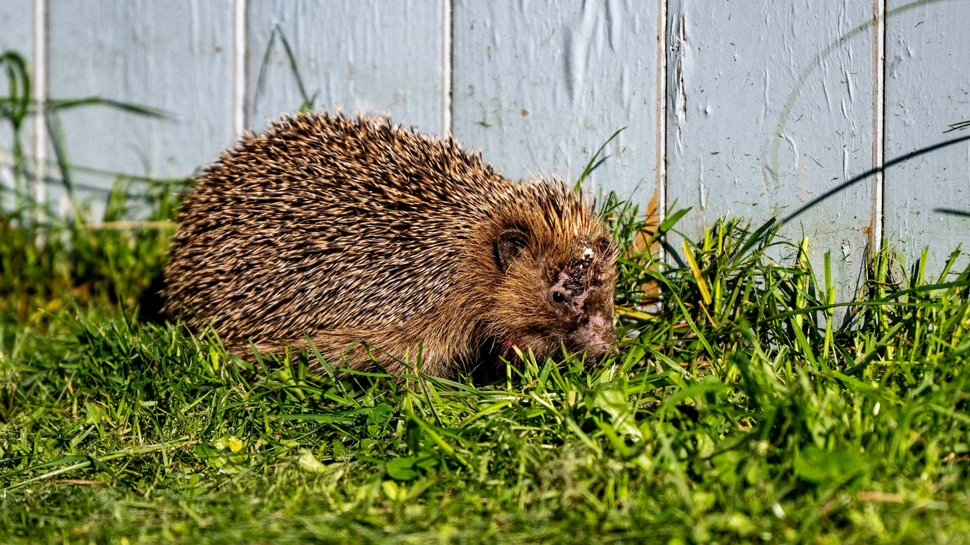 Das Bild zeigt einen Igel, der augenscheinlich verletzt ist und durchs Gras streift.