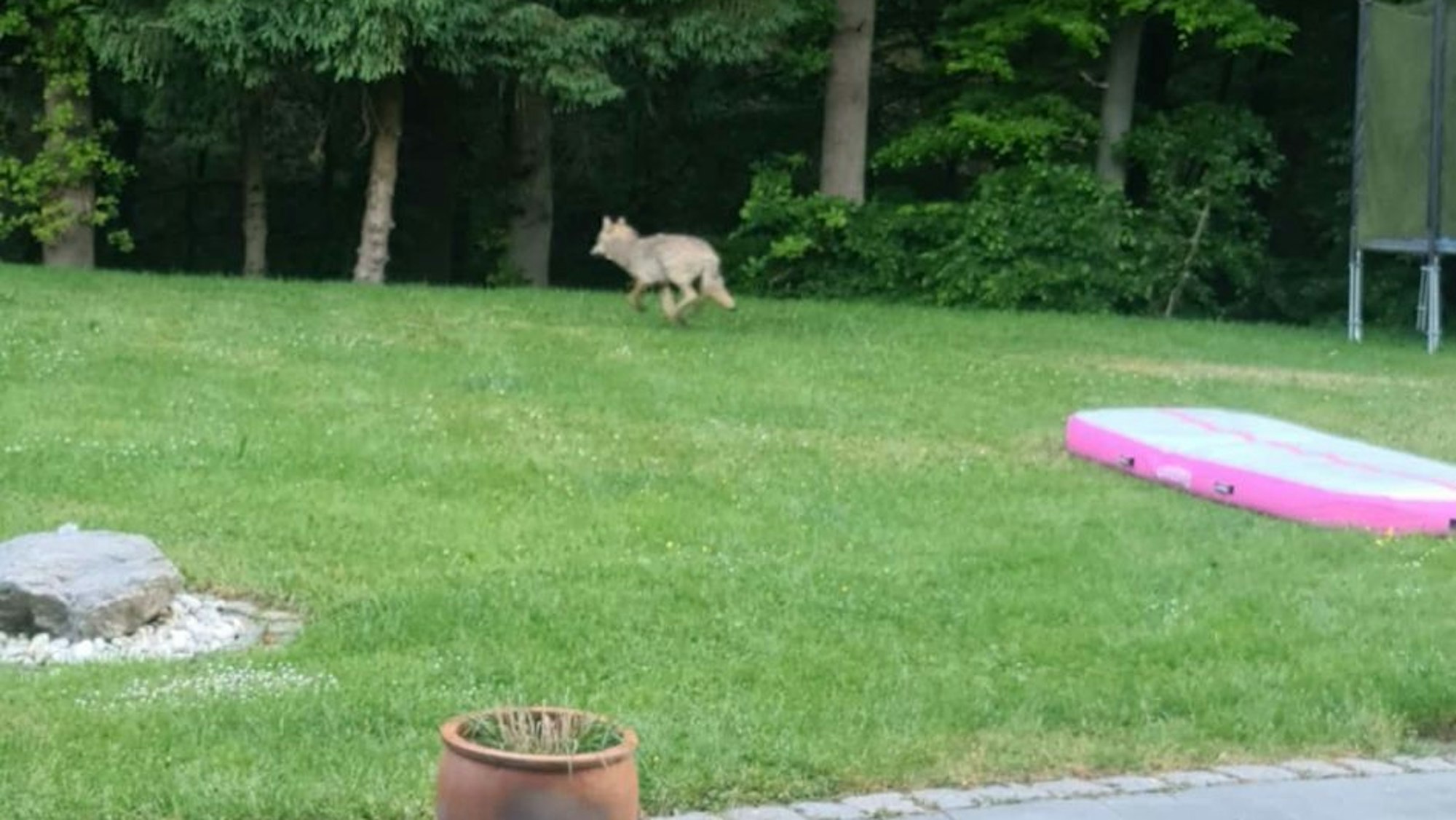 Der Wolf im Garten in Much-Tüschenbonnen drehte sich um und lief übers Nachbargrundstück davon.