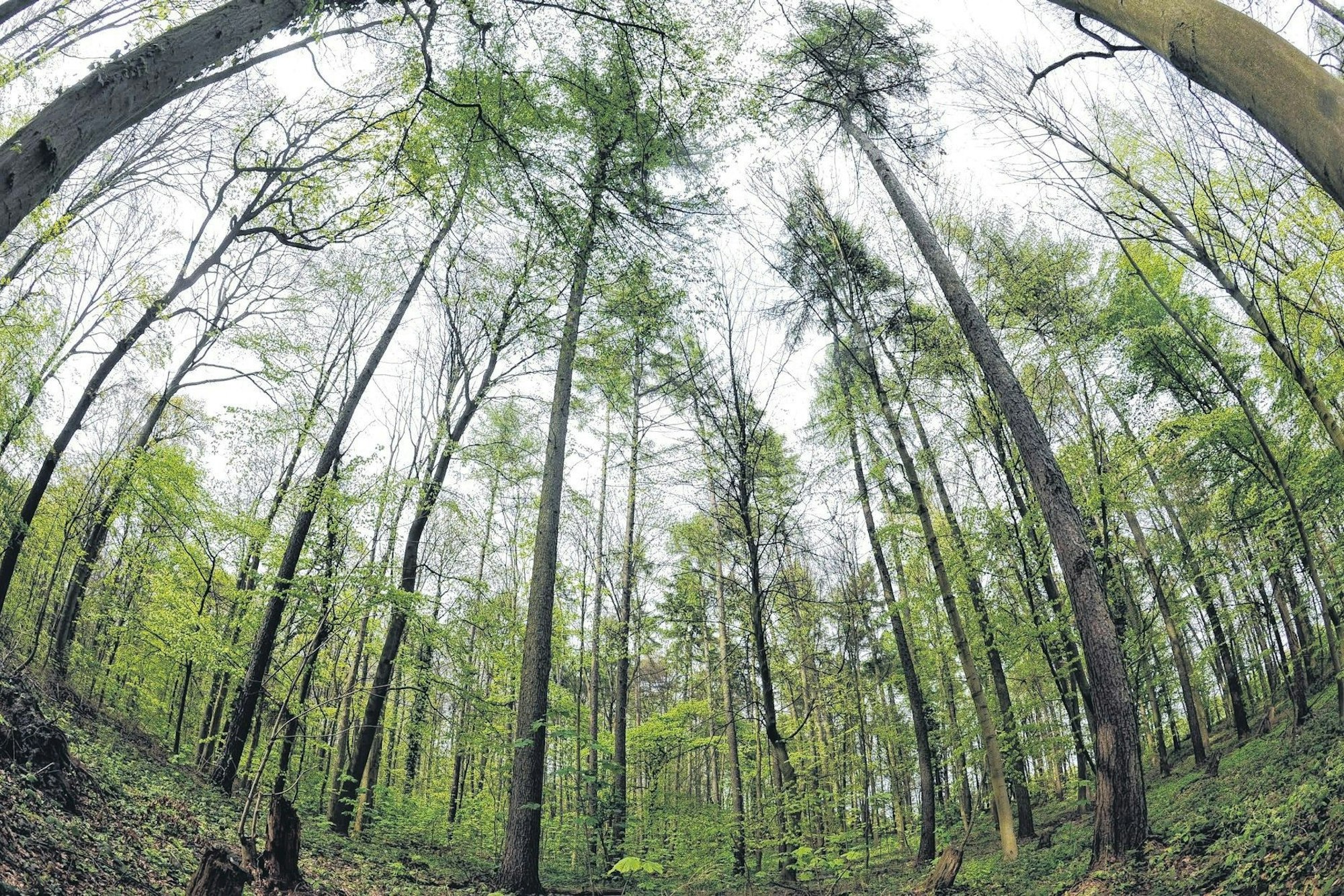 Auf Bild sind Bäume im Königsdorfer Forst zu sehen.