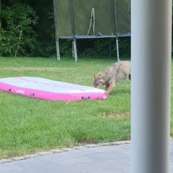 Wolf im Garten in Much-Tüschenbonnen