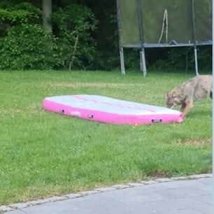 Wolf im Garten in Much-Tüschenbonnen