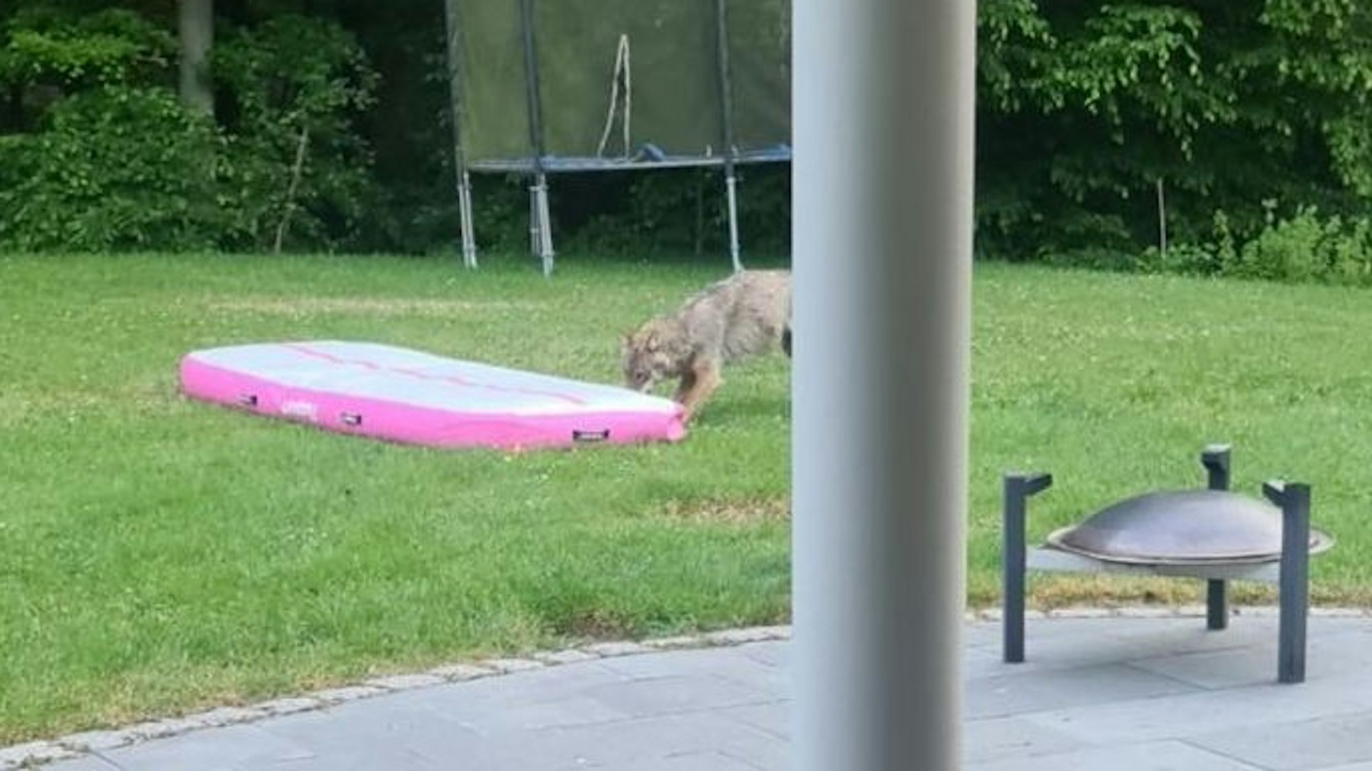 Wolf im Garten in Much-Tüschenbonnen