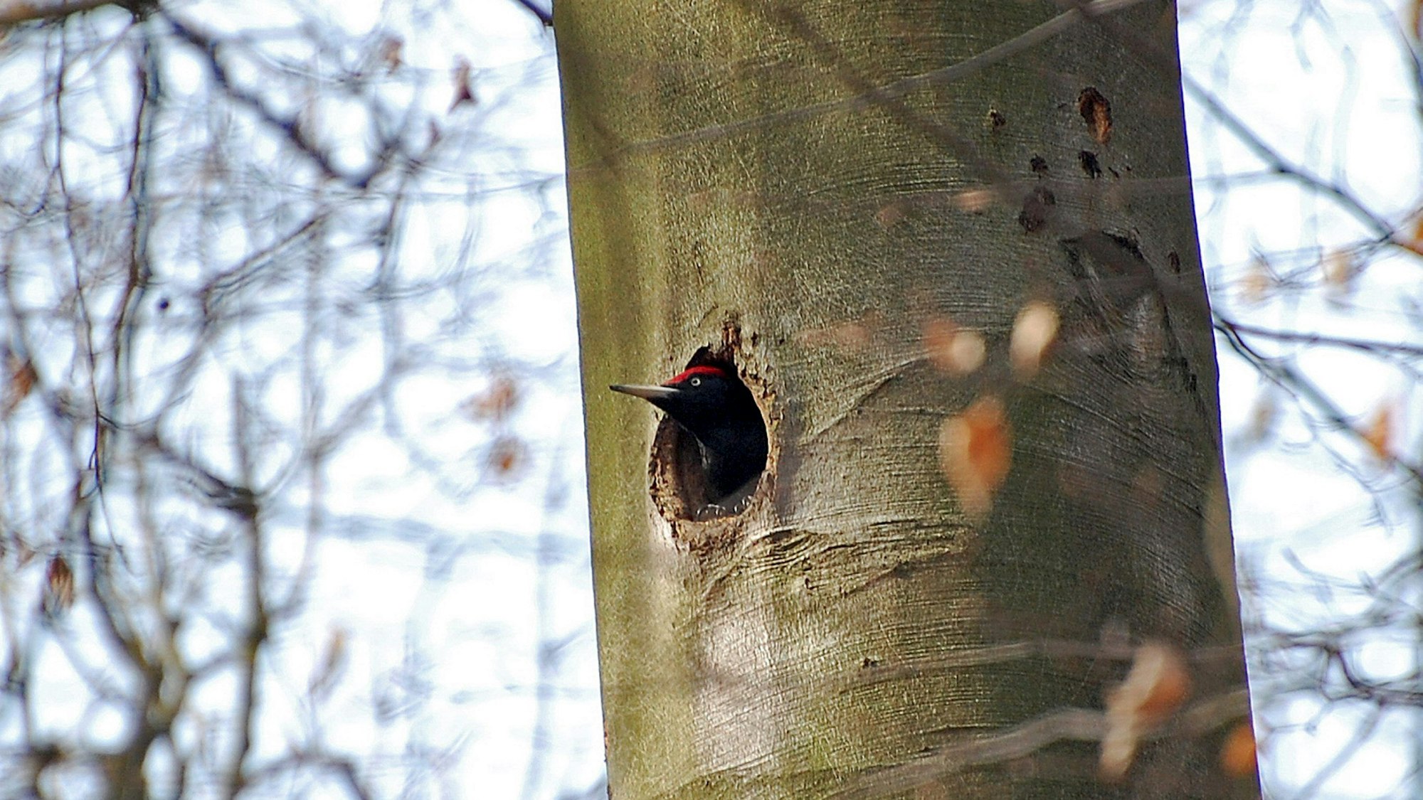 Im Königsdorfer Forst schaut ein Schwarzspecht mit dem Kopf aus seiner Höhle.