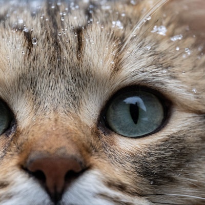 Schnee und Wassertropfen liegen auf dem Fell von Kater Leo. In den kommenden Tagen wird in Hessen wieder mit kalten Temperaturen und Schnee gerechnet. +++ dpa-Bildfunk +++