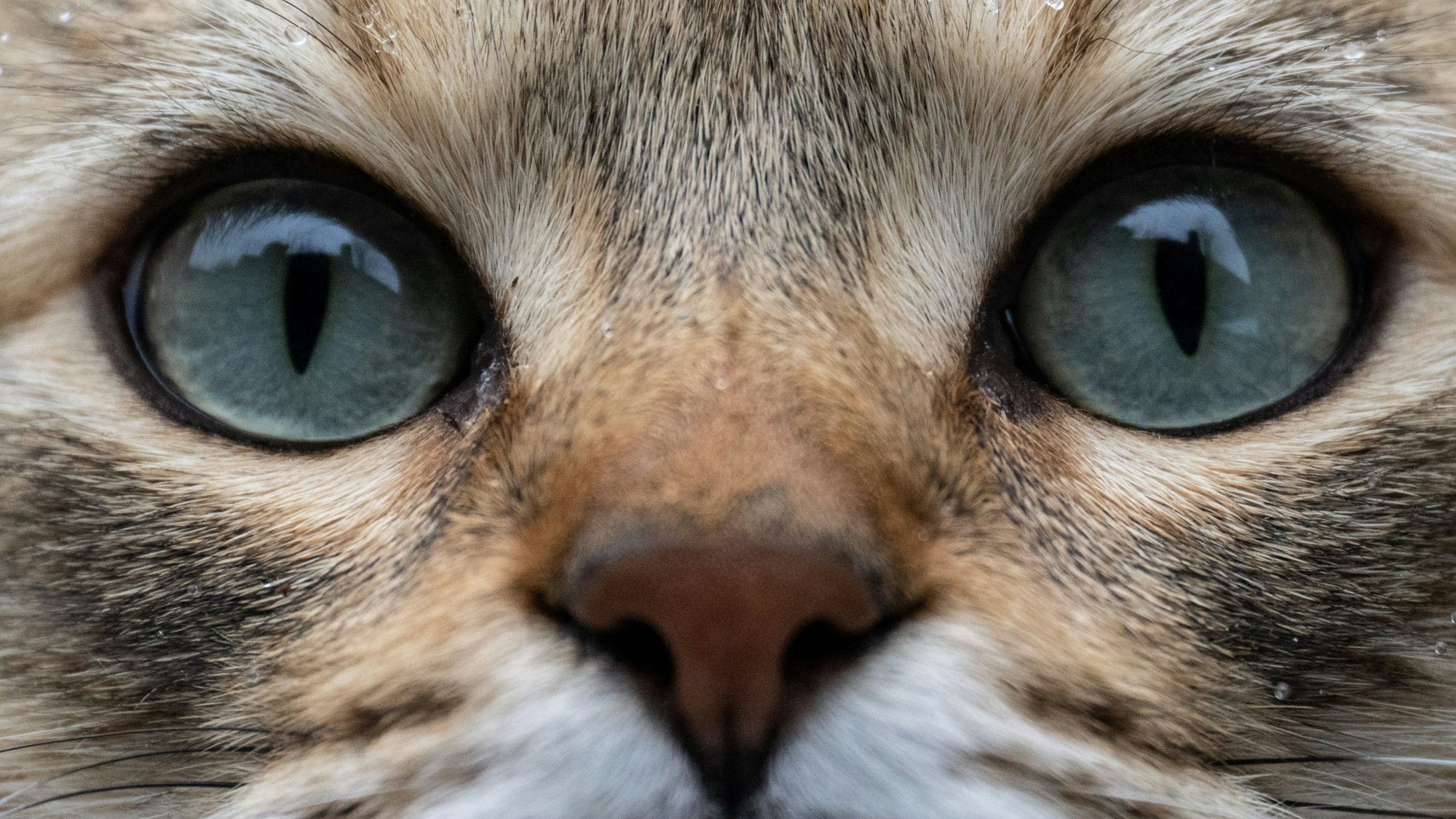 Schnee und Wassertropfen liegen auf dem Fell von Kater Leo. In den kommenden Tagen wird in Hessen wieder mit kalten Temperaturen und Schnee gerechnet. +++ dpa-Bildfunk +++