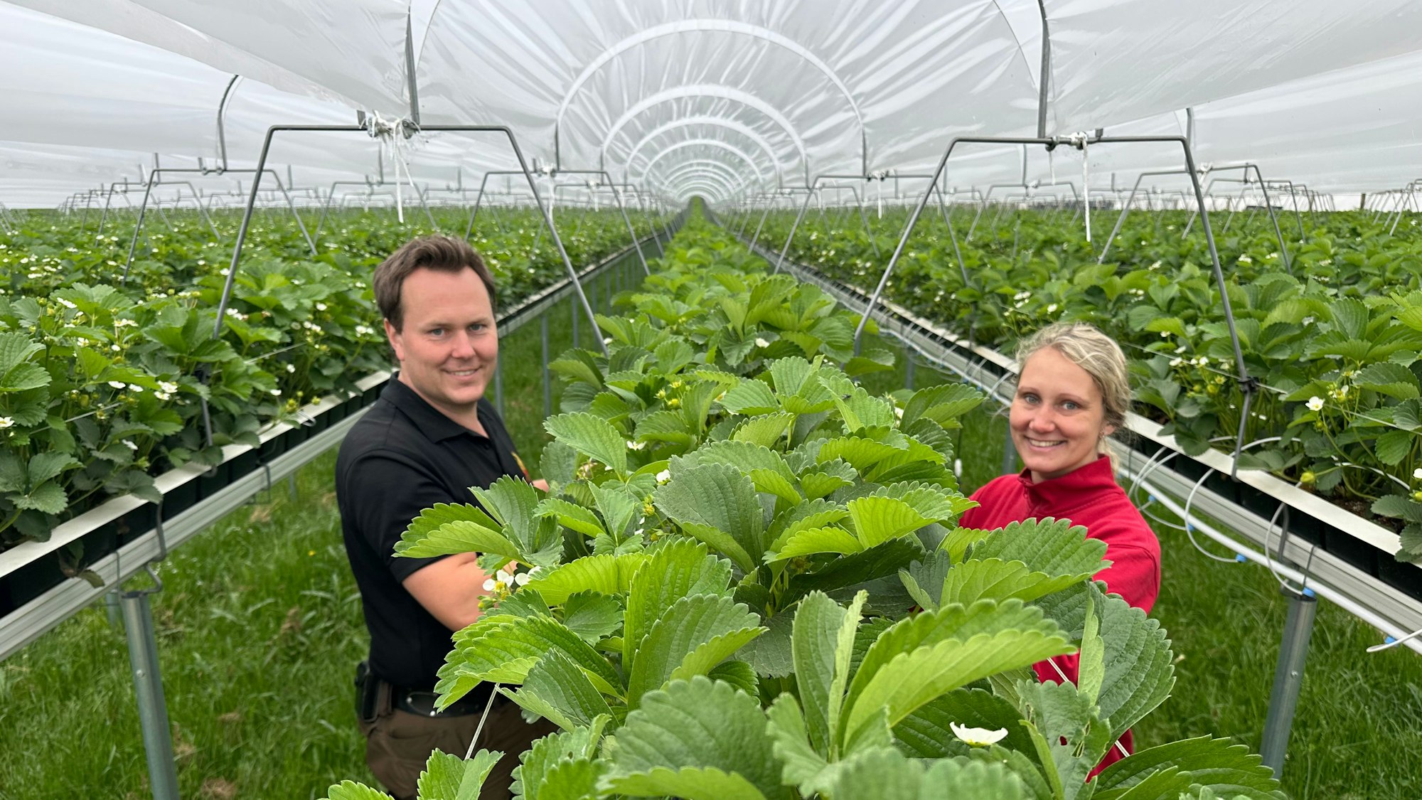 Hier kann im Stehen geerntet werden: Nils Engels mit Lebensgefährtin Michelle Zielinski in den neuen Stellgewächshäusern.