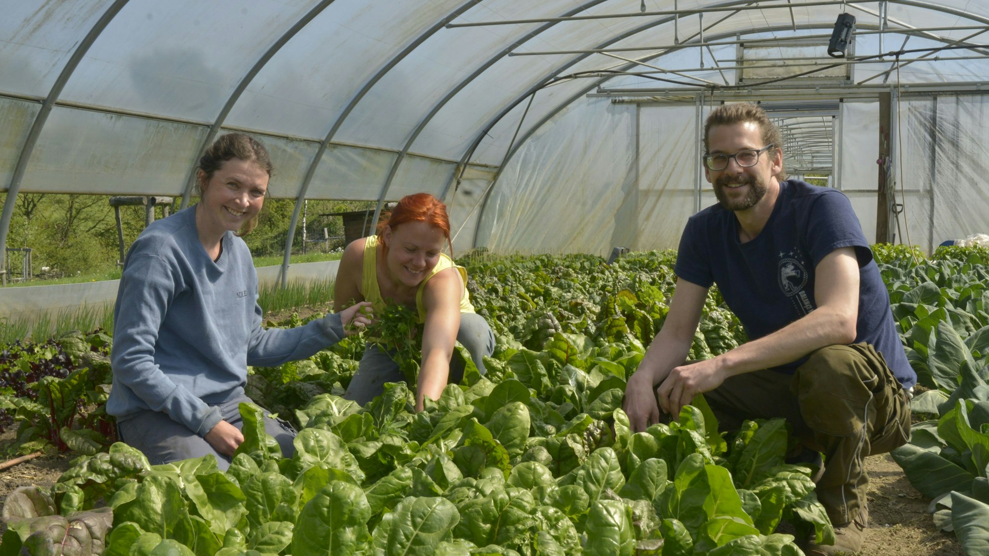 Bei der Gemüseernte im Folientunnel packen Freya Krüske, Rahel Kremershof und Patrick Beyer an.