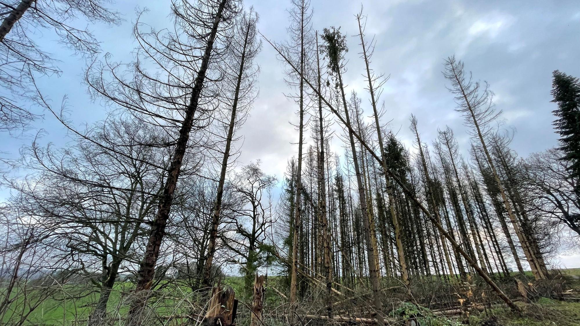 Das Foto zeigt abgestorbenen Wald in Lindlar.