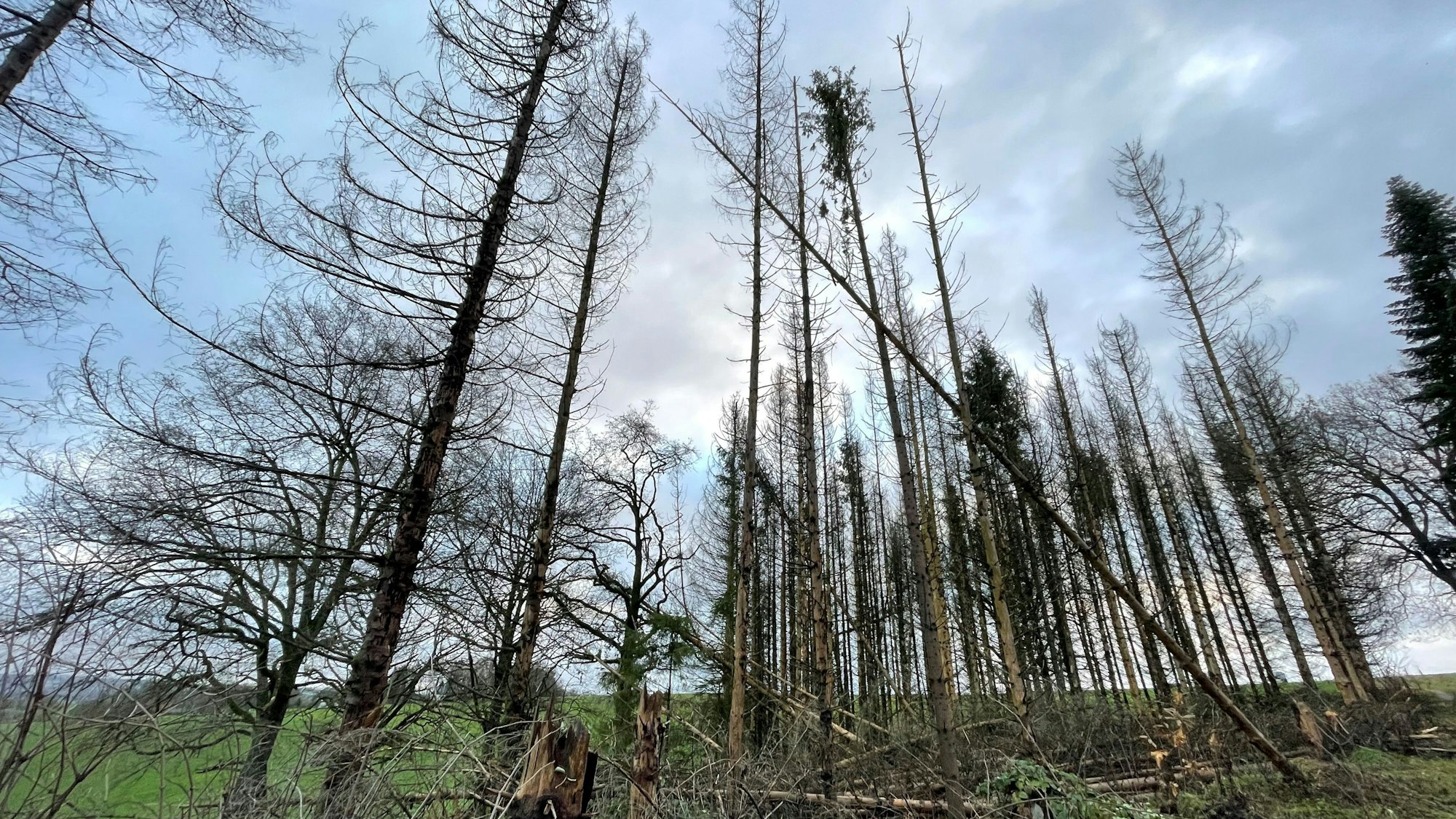 Das Foto zeigt abgestorbenen Wald in Lindlar.