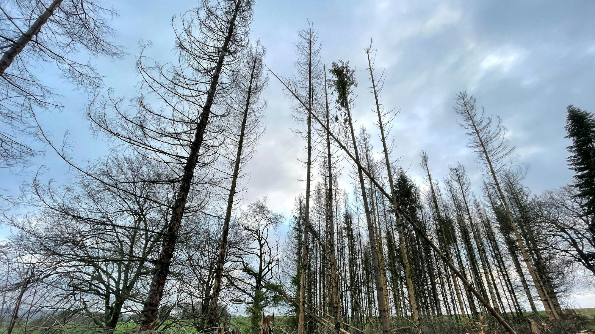 Die Fichtensterben, hervorgerufen durch massiven Borkenkäferbefall, ist auch eine Folge des Klimawandels.