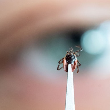 Die Blutsauger lassen sich am besten mit einer Zeckenkarte oder -zange herausziehen. Eine Pinzette tut es notfalls aber auch.