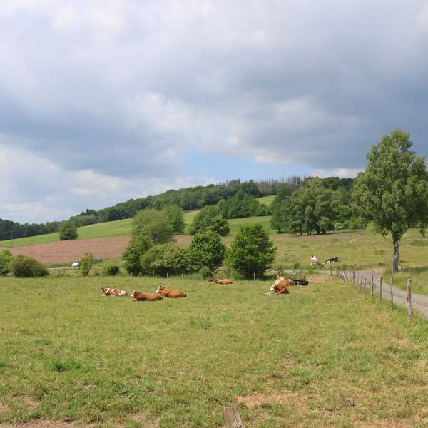 Dort, wo sich in Waldbröl-Hermesdorf heute Kühe tummeln, sollen in zwei bis drei Jahren neue Gewerbe- und Industrieunternehmen Platz finden. Unter der Bezeichnung „Hermesdorf III“ wird das Gebiet im Langenbacher Siefen jetzt erschlossen.