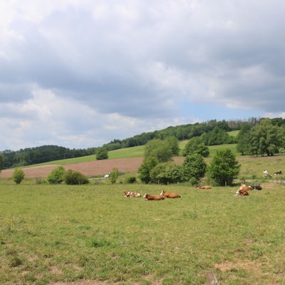 Dort, wo sich in Waldbröl-Hermesdorf heute Kühe tummeln, sollen in zwei bis drei Jahren neue Gewerbe- und Industrieunternehmen Platz finden. Unter der Bezeichnung „Hermesdorf III“ wird das Gebiet im Langenbacher Siefen jetzt erschlossen.