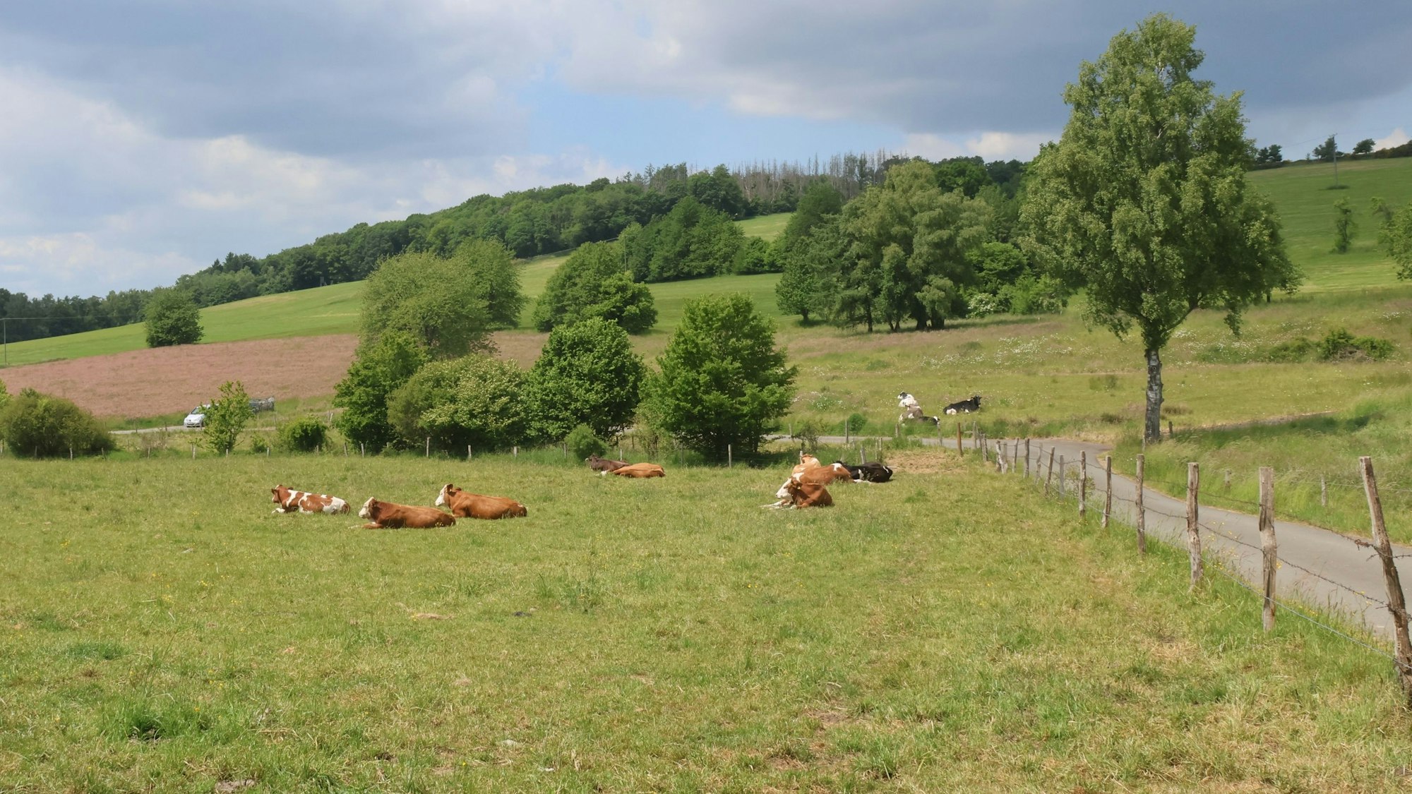 Dort, wo sich in Waldbröl-Hermesdorf heute Kühe tummeln, sollen in zwei bis drei Jahren neue Gewerbe- und Industrieunternehmen Platz finden. Unter der Bezeichnung „Hermesdorf III“ wird das Gebiet im Langenbacher Siefen jetzt erschlossen.
