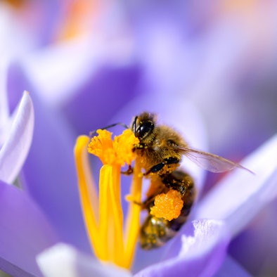 Eine Biene sammelt im botanischen Garten in einer Krokusblüte Pollen.