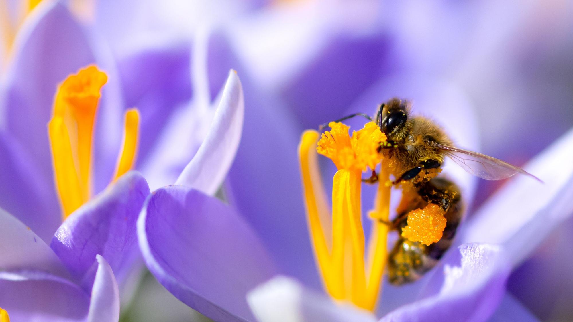 Eine Biene sammelt im botanischen Garten in einer Krokusblüte Pollen.