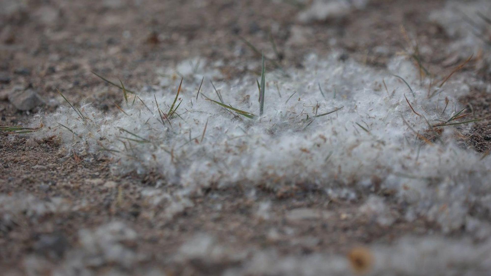 Leicht entflammbar: Pollen von Pappeln.