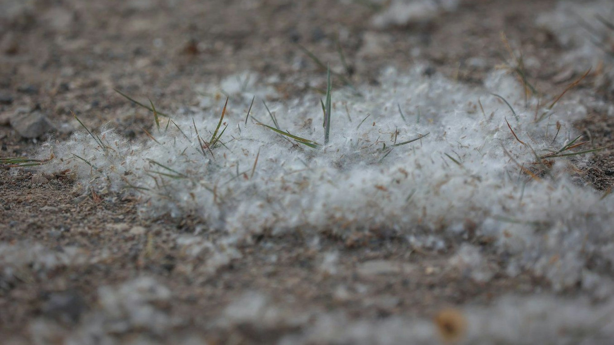 Leicht entflammbar: Pollen von Pappeln.