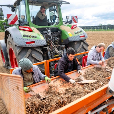 Das Bild zeigt vier Männer, die an einer Maschine sitzen und Miscanthus-Rhizome sortieren.