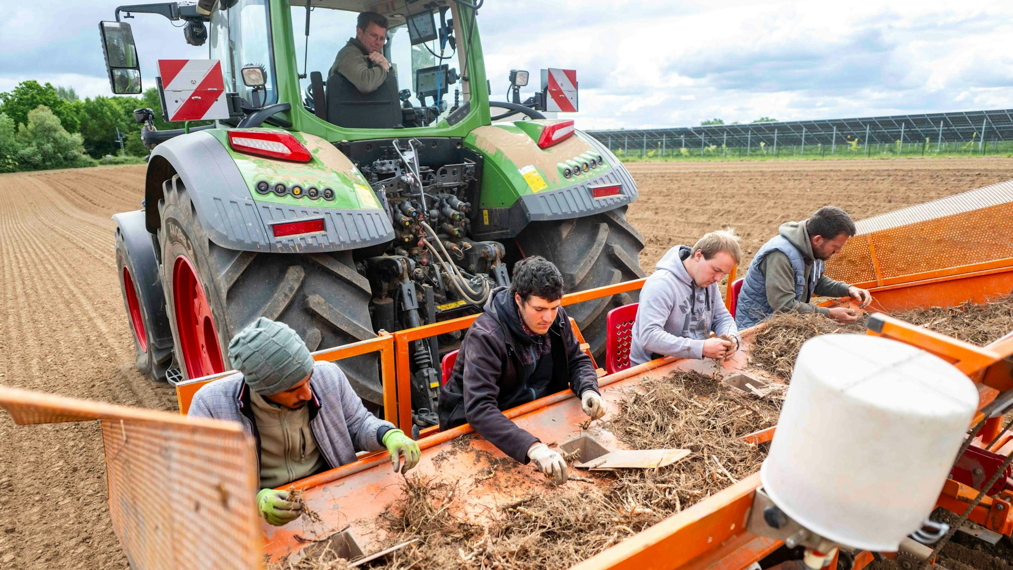 Das Bild zeigt vier Männer, die an einer Maschine sitzen und Miscanthus-Rhizome sortieren.