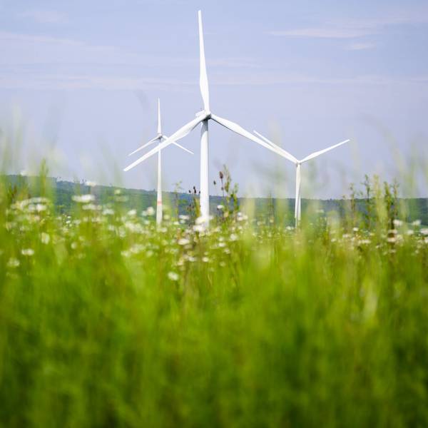Windräder auf einer blühenden Wiese.