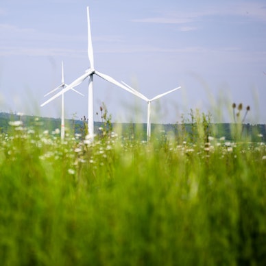 Windräder auf einer blühenden Wiese.
