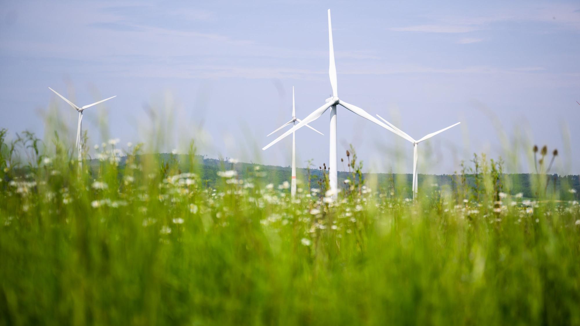Windräder auf einer blühenden Wiese.