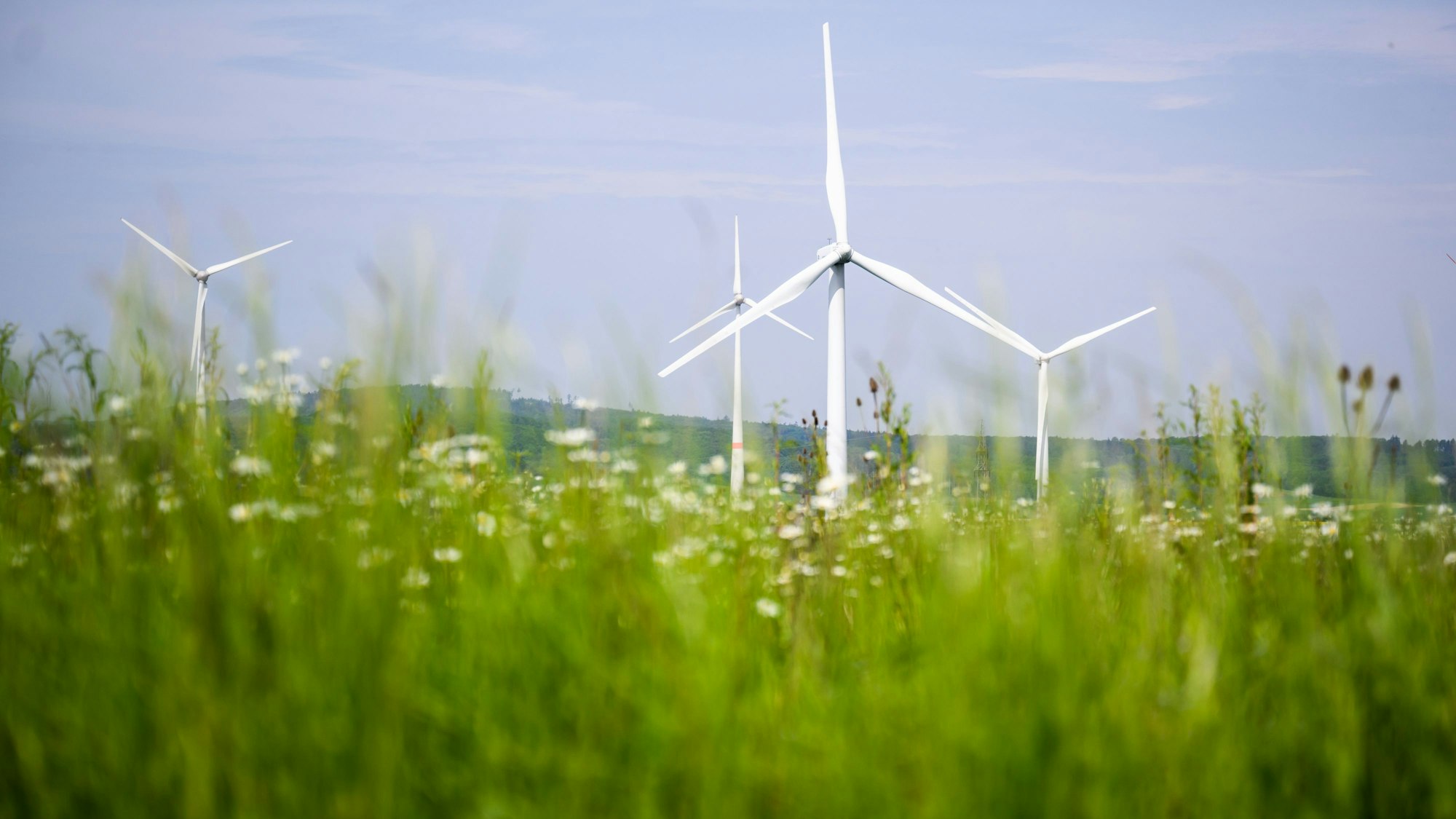Windräder auf einer blühenden Wiese.