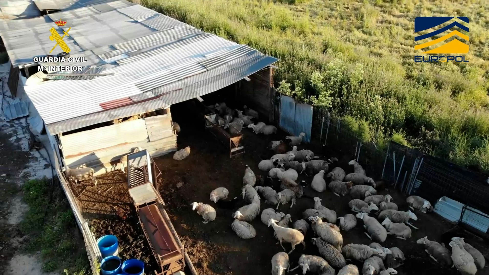 Auf dem von der spanischen Guardia Civil zur Verfügung gestellten Bild ist ein Schlachthof zu sehen, der Fleisch von zum Teil stark unterernährten und kranken Schafen und Ziegen illegal vertrieben haben soll.