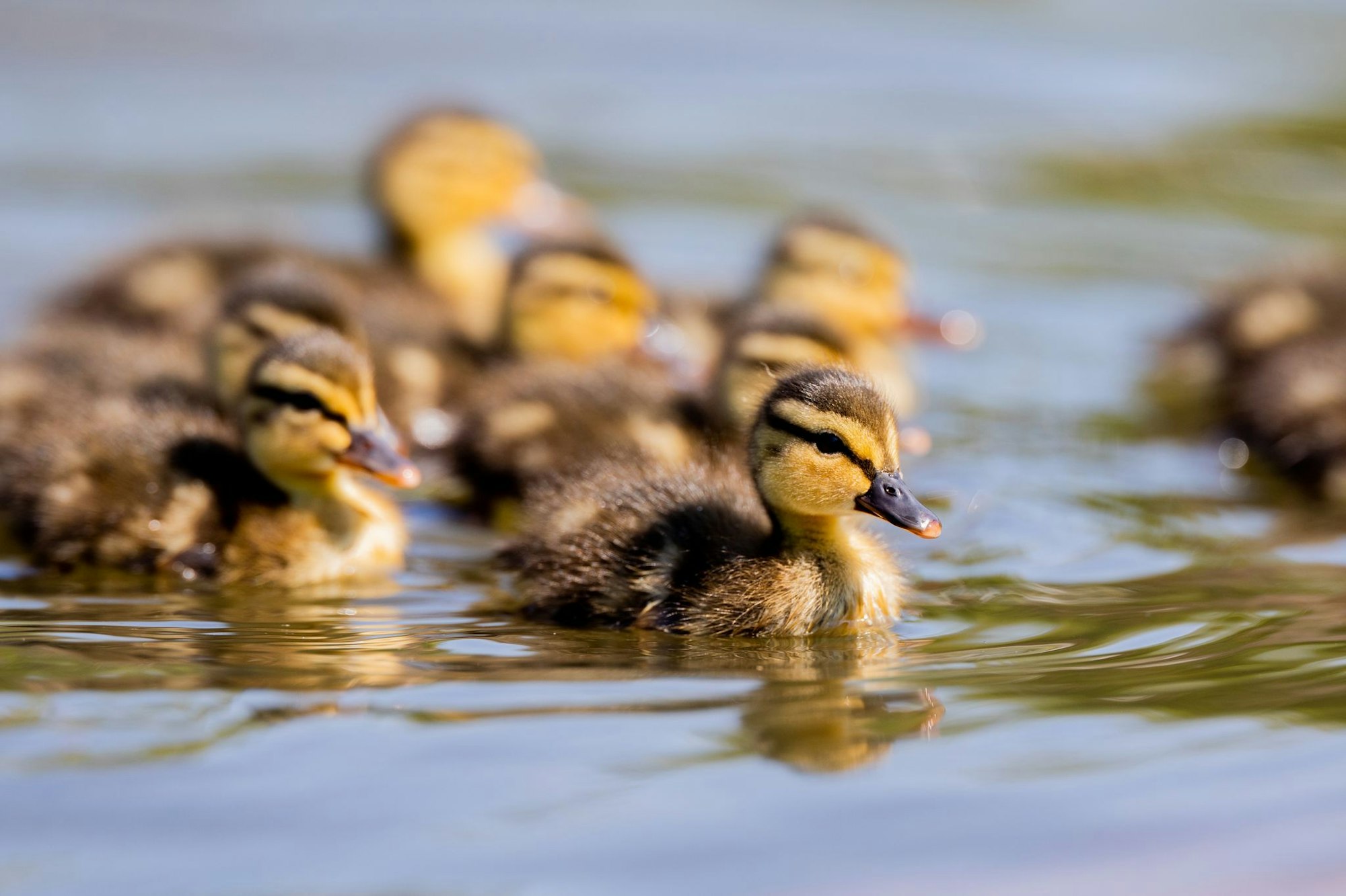 Entenküken schwimmen auf einem Teich. (Symbolbild)