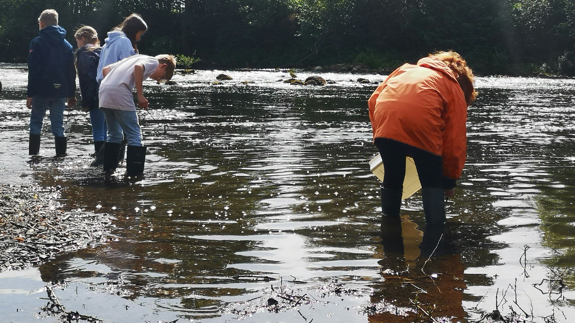 Lachsbesatzung der Lachspaten am Siegwehr: An der Kecher-Lernstation dürfen die Kinder selbst nach Kleinstlebewesen fischen, um sie zu bestimmen.