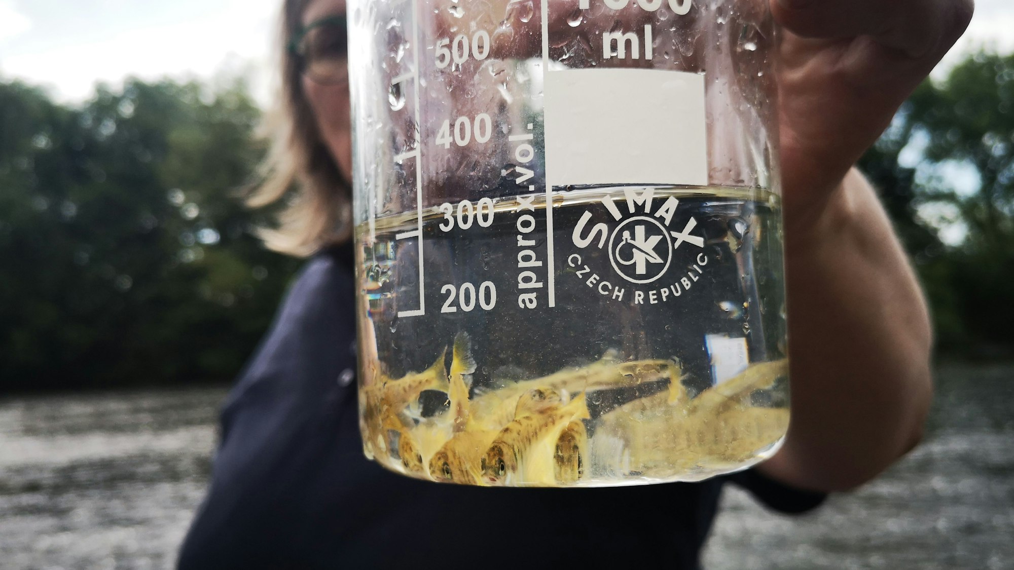 Marion Meitzner zeigt die Junglachse, bevor sie ausgewildert werden.