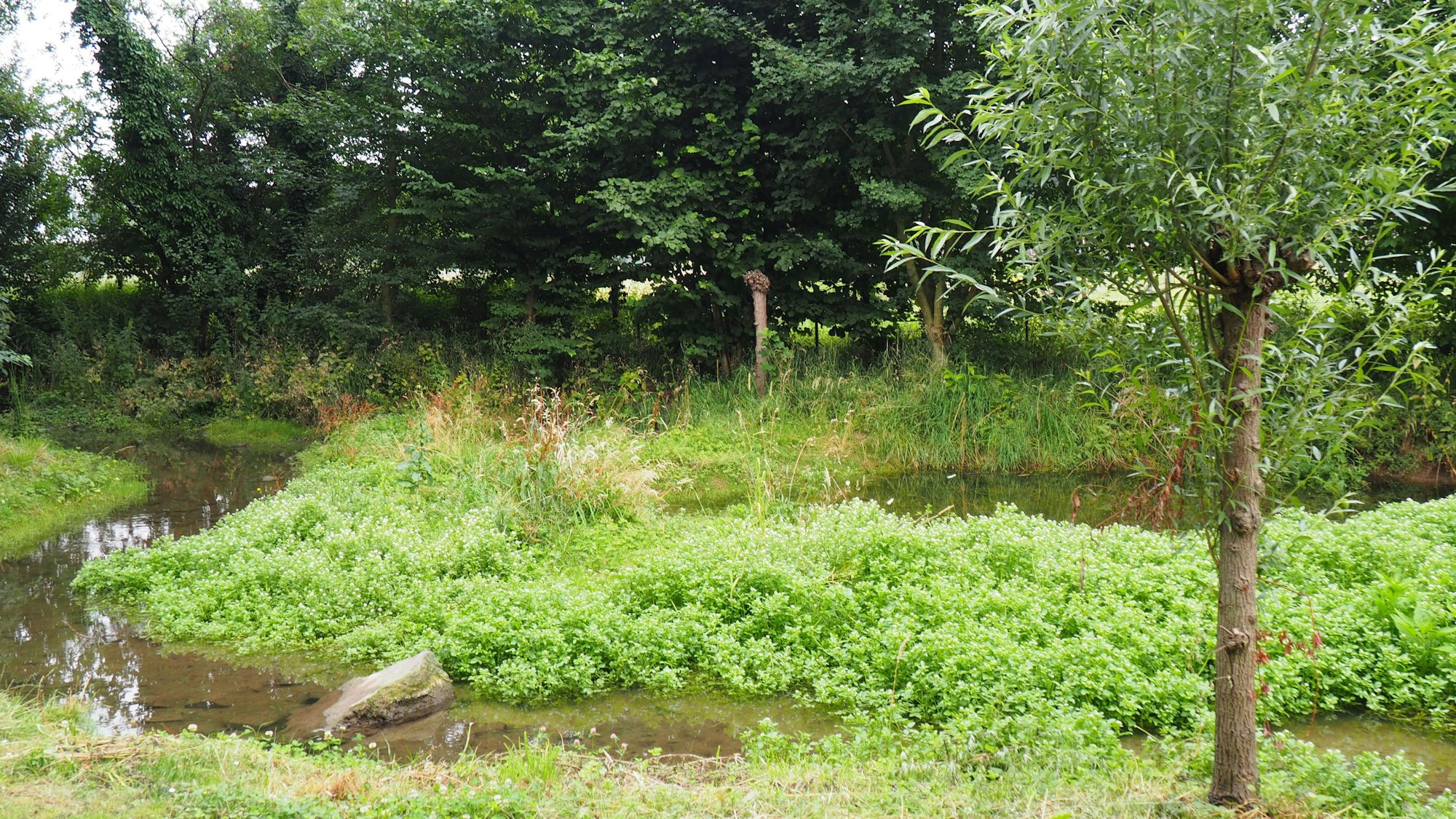 Der Pulheimer Bach in einer Aue.