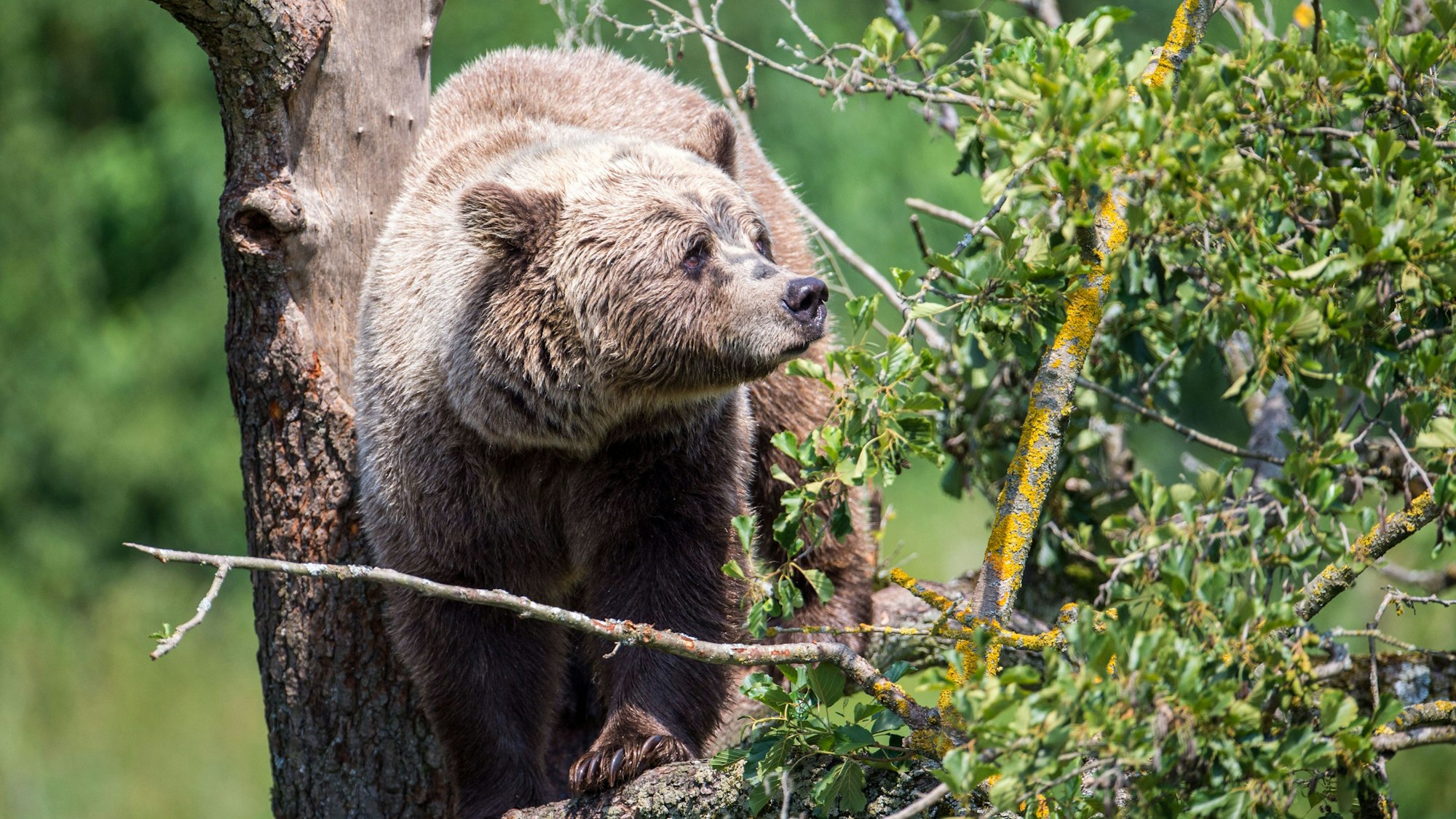 Ein Braunbär klettert im Gehege auf einem Baum. (Archivbild)