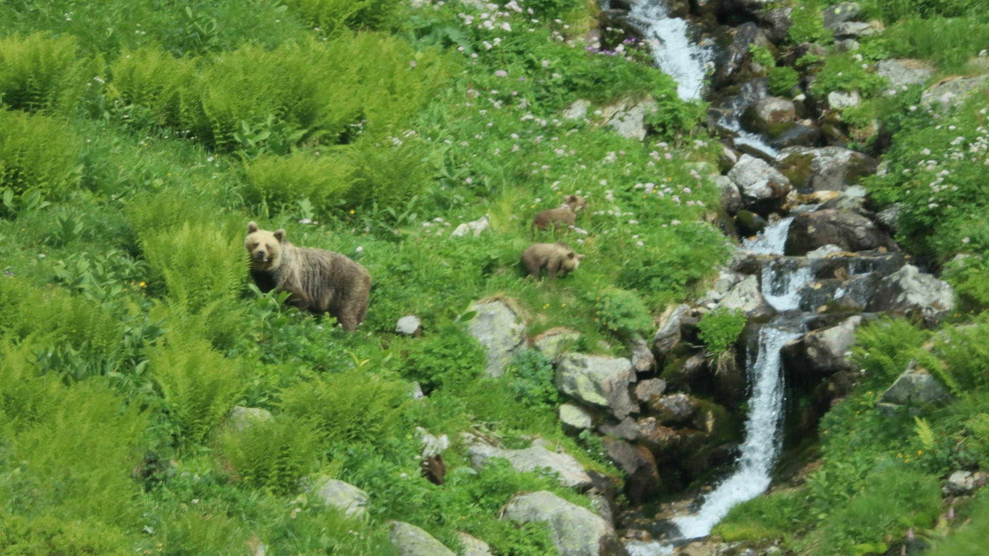 Slowakei: Ein Bär geht mit seinem Nachwuchs durch ein Tal in der Westtatra.