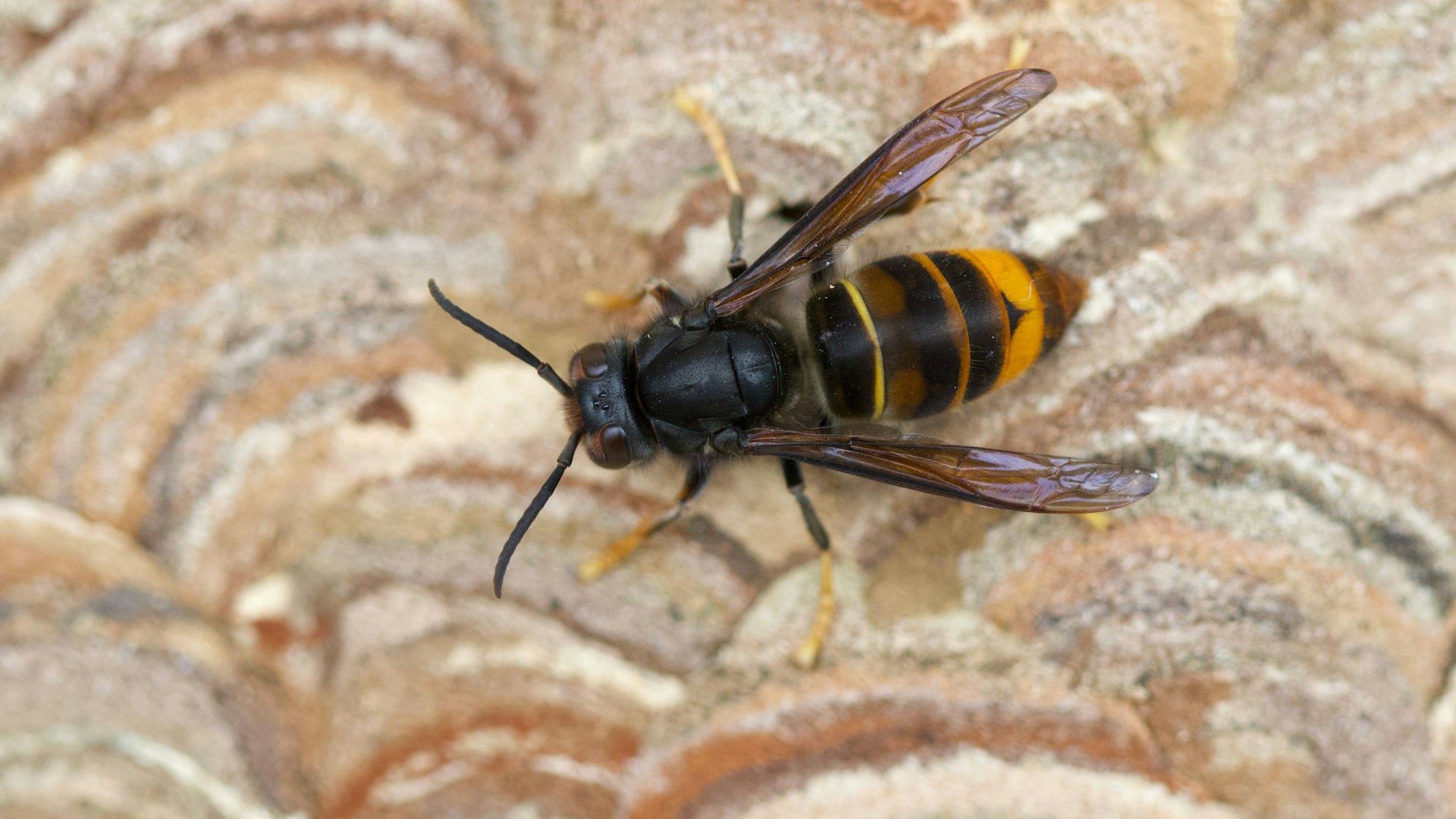 Die Asiatische Hornisse ist deutlich dunkler als unsere heimische Hornisse.