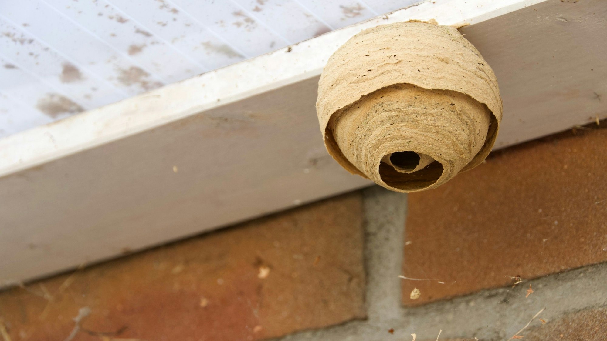 Ein noch kleines Nest der Asiatischen Hornisse.