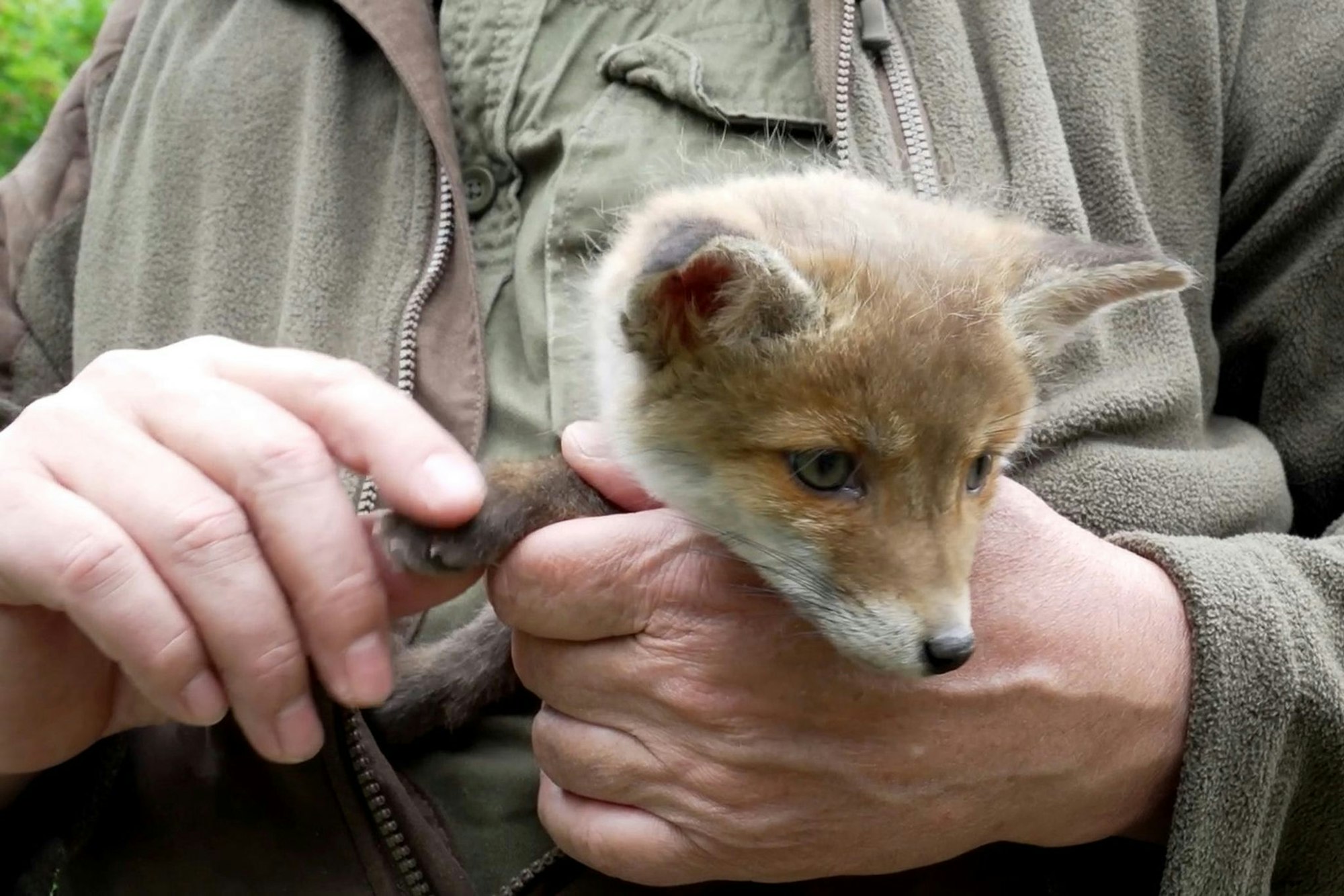 Eigenständig konnte sich der Fuchs nicht aus der misslichen Lage befreien. (Symbolbild)