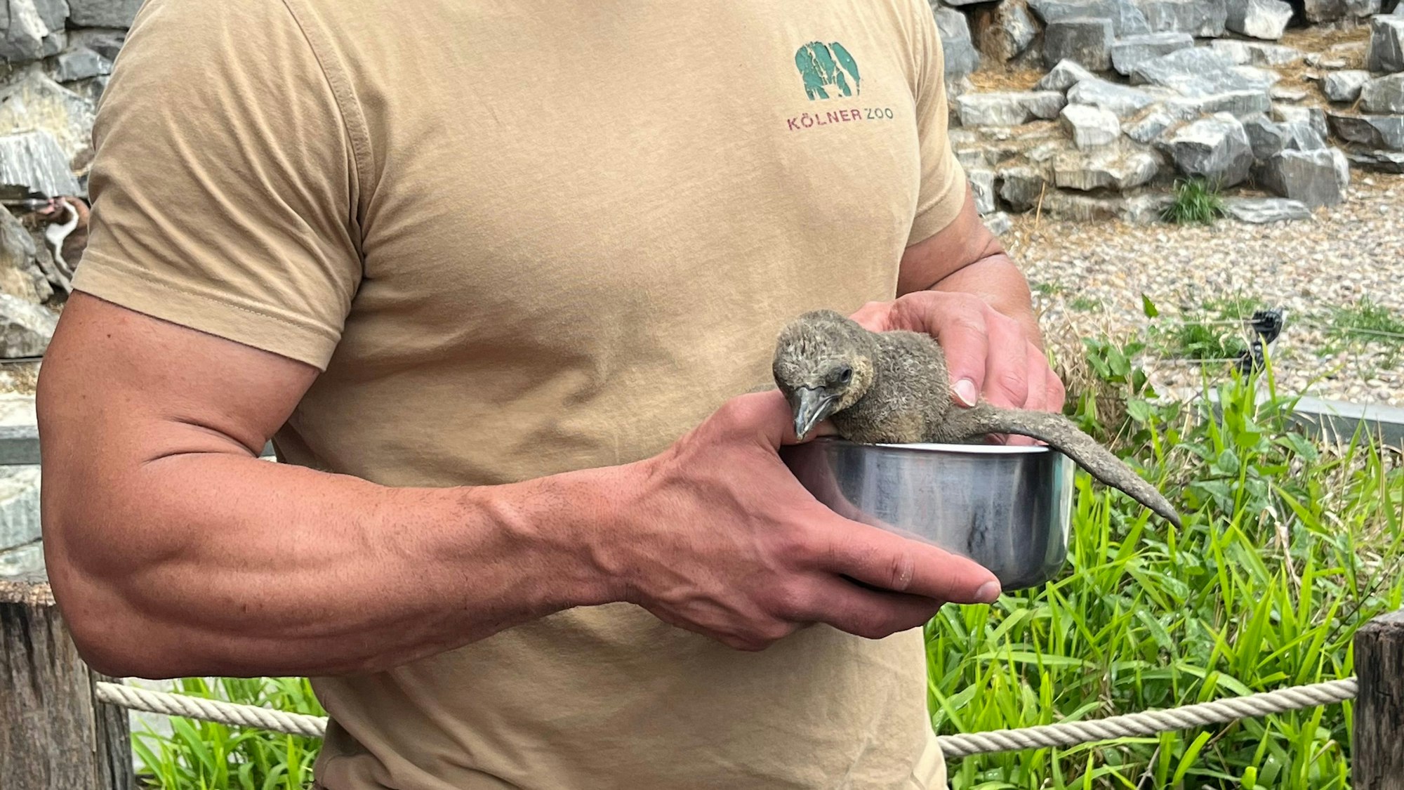 Schon richtig kräftig ist der von Julian Heck aufgepäppelte „Pinte“. Ein sehr gut bemuskelter Tierpfleger trägt das Küken in einer Schale aus Metall.