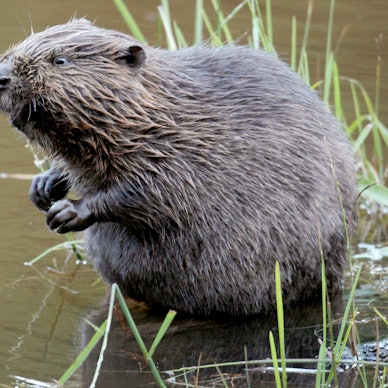 Ein Biber sitzt im Wasser.