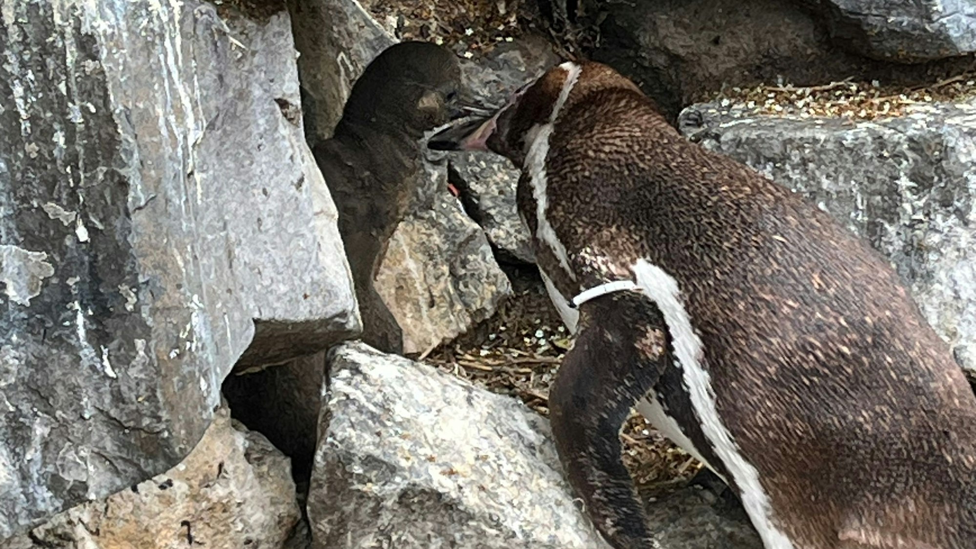 „Boba“ wird von seinen Eltern gut versorgt. Ein Junges in einer Höhle wird von einem erwachsenen Tier gefüttert.